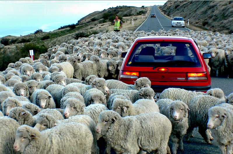 Sheep traffic jam